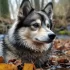 How Big Can Pomskies Get? Understanding the Size and Appearance of Pomskies