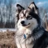 FAQs about Pomsky Rescue Near Me