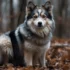 How Big Does a Pomsky Grow? Understanding the Pomsky Size and Appearance