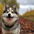Adorable Pomskies: Your Guide to Raising Cute and Cuddly Pomeranian Husky Mixes