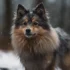 How Big Do Mini Pomskies Get? Understanding the Size and Appearance of Pomskies