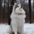 How Big Do Mini Pomskies Get?