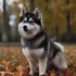 How Big Do Pomskies Grow: A Comprehensive Guide to Pomsky Size and Appearance