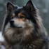 Pomsky Video Compilation: Watch These Adorable Pomskies In Action!
