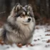 Is A Pomsky Hypoallergenic? Allergy-Friendly Facts You Need To Know