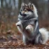 Pomsky Puppies For Sale In Chicago