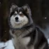 Top Pomsky Breeders In Michigan