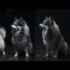 Chocolate Pomsky: Everything You Need To Know About This Adorable Mix Breed