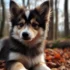 Pomsky Puppies Houston: Where to Find Your Furry Friend