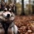 How Big Do Pomsky Puppies Grow: Understanding the Size and Appearance of Pomskies