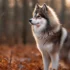 How Big Are Pomsky Puppies? Understanding the Size and Appearance of this Adorable Mix Breed