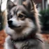Pomsky Dog Info: Size, Appearance, and Personality Traits