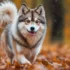 How Big Do Pomskies Get? A Guide to Pomsky Size and Appearance