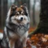 How Are Pomsky Puppies Bred? Unraveling the Mystery Behind the Popular Designer Breed