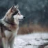 Pomsky Puppies For Sale In Arizona