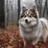 How Big Do Mini Pomskies Get?