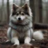 How Big Do Pomskies Get? Understanding the Size and Appearance of This Adorable Breed