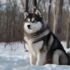 Can You Breed A Pomsky With A Pomeranian? – All You Need To Know