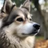 How Big Do Pomskies Get? Understanding the Size and Appearance of Pomsky
