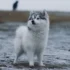 How Big Does a Mini Pomsky Get? A Comprehensive Guide to Pomsky Size and Appearance