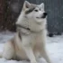 Pomsky Puppies For Sale In Iowa: Find Your New Furry Friend