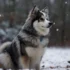 Adorable Pic Of Pomskies: The Cutest Hybrid Dogs In Town!