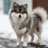 How Big Do Teacup Pomskies Get?