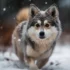 How Big Does a Mini Pomsky Get? A Comprehensive Guide to Pomsky Size and Appearance