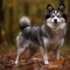 How Big Will My Pomsky Get? Understanding Pomsky Size and Appearance