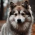 How Big Do Pomsky Puppies Grow: Understanding the Size and Appearance of Pomskies