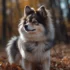 How are Pomskies created? Understanding the breeding process