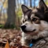 How Expensive Are Pomsky Dogs?