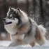 How Many Puppies Can a Pomsky Have: A Comprehensive Guide
