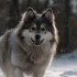 How Many Pomsky Puppies in a Litter: Understanding Pomsky Breeding Standards