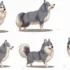 How Many Puppies Can a Pomsky Have: A Comprehensive Guide