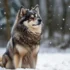 10 Things To Know Before Getting A Pocket Pomsky