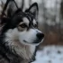 How Much Are Pomsky Puppies?