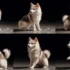 Pomsky Puppies For Sale In Missouri: Find Your Furry Companion Today!