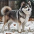 How Much Does a Pomsky Cost? A Guide to Pomsky Price