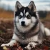 How Much Do Pomsky Puppies Sell For?