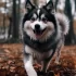 How Much Are Pomskies? A Comprehensive Guide to Pomsky Prices