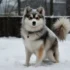 Blue Eyed Brown Pomsky: The Ultimate Guide To This Adorable Mix Breed