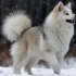 How Much Do Pomskies Go for?