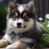 FAQs about Pomsky for Sale