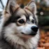 Pomsky Breeders in Houston, TX: Find Your Perfect Companion