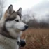 Blue Dilute Pomsky: Understanding The Unique Appearance Of This Beautiful Mix