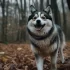 Pomsky Puppies for Sale in Houston, Texas