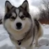 How Long Can a Pomsky Be Left Alone? Tips and Guidelines for Busy Owners
