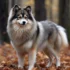 Are Pomskies Hypoallergenic Dogs?