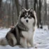 How Much Do Pomskies Sell For? A Guide to Pomsky Price